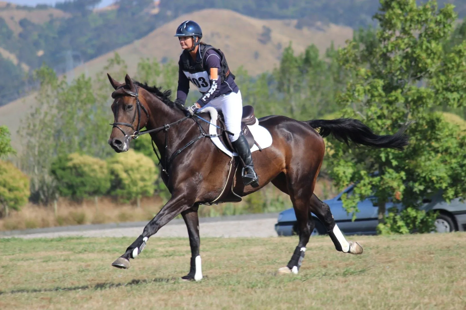 Bay eventer galloping across country in the New Zealand hills