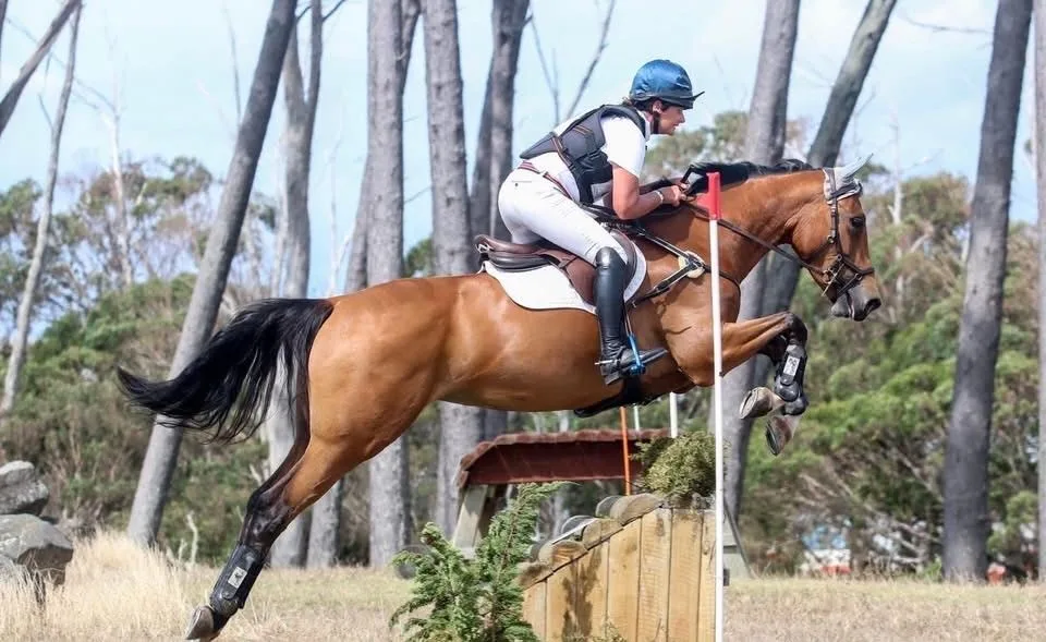 Chestnut horse jumping a cross-country fence through native bush