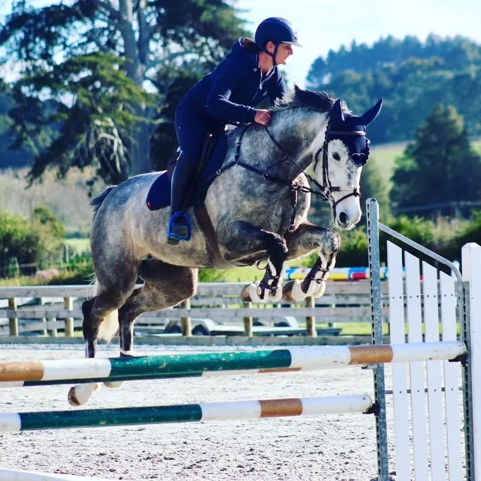 Dapple grey horse schooling over a training fence at Balmoral Stables