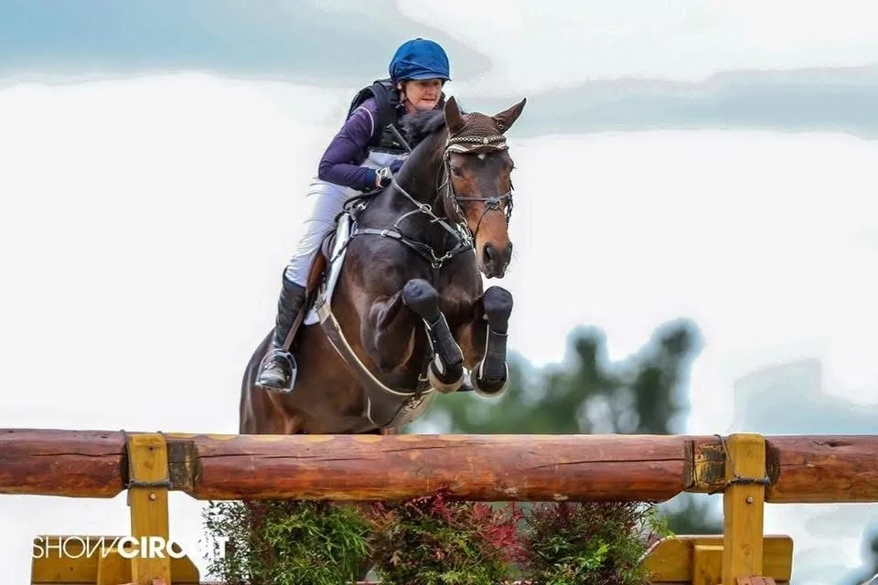 Bay sport horse jumping a timber cross-country fence